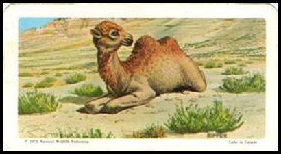 72BBATY 40 Bactrian Camel